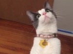 その顔は何だ！　天井で回るファンを初めて見た猫