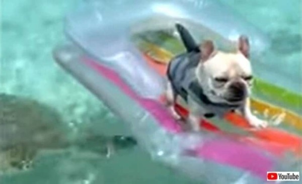 seaturtlendoggo2_640