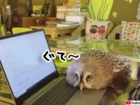 圧倒的猫化！キーボードの上に乗って飼い主に甘えるフクロウ
