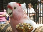世界最年長のオウム、クッキーが８３歳で死亡