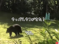 あまり参考にはならないクマに遭遇した時の対処法。一応は成功
