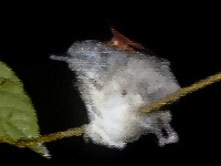 鳥から水分補給はレアケース。眠っている鳥の涙を目から直接飲む蛾（ブラジル）※蛾出演中