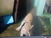民家に野生のヒョウが侵入、3匹の犬が見事撃退