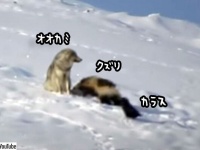 狼とクズリとカラスの奇妙な関係。クズリが狼の尻尾をガブリ！カラスはずっと傍観者。