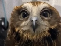 保護されたフクロウ、瞳を閉じてうっとりバスロマン