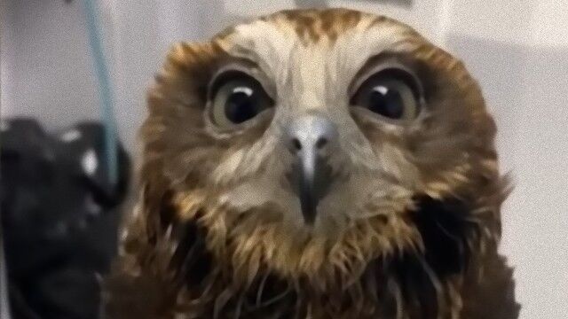 保護されたフクロウ、瞳を閉じてうっとりバスロマン