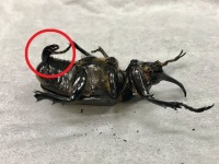 カブトムシの裏側（画像はまさあき（masaakisyumiaka