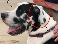 犬の中に犬がいた！？耳にリアルな犬を宿した風の模様をしたグレートデーン