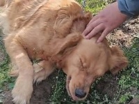 我が子の死が受け入れられず、必死にお墓を掘り起こそうとするゴールデンレトリバーの母犬