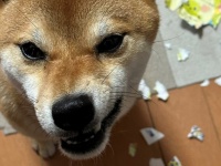 愛犬は「絶対文字が読めてる」と思った瞬間　〝動物病院からの招待状〟への敵対心が凄すぎて...