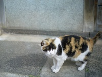 尾道の三毛（yamauchiさん撮影、Flickrより）