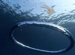 一体どうなる？　バブルリングにクラゲが近づくと…！