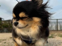 強風に耐えるワンちゃんのキュートなお顔が話題！