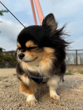 強風に耐えるワンちゃんのキュートなお顔が話題！