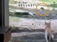 カニの誘いに乗って猛ダッシュした猫だが、思わぬ刺客が待っていた。