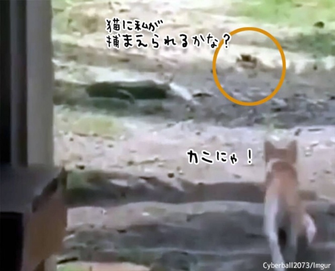 カニの誘いに乗って猛ダッシュした猫だが、思わぬ刺客が待っていた。