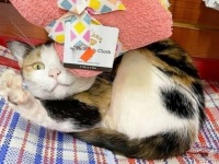 可愛い看板猫を見たら、写真を撮らずにはいられないでしょ？ニューヨークの店番猫「ボデガキャット」たちを集めてみた