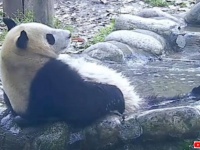 パンダの「パシャパシャ！ああ、気持ちいい！」からのすってんころりん？ストレッチするときは後ろに注意