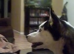 ジュリア・ロバーツを何故か異様に怖がるハスキー犬