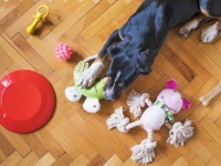 家を抜け出した犬が100円ショップの犬用おもちゃ売り場へ直行していた件