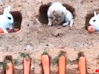 「平和な日常に勝るものはない」ってわかった！まったり過ごす仲良し動物たちに癒されたい