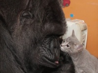 【訃報】人を愛し、猫を愛した手話でコミュニケーションのとれるゴリラのココが亡くなる。享年46歳