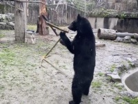 本当にクマなのか？（画像はそらまめきなこさんのツイートより）