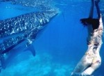 菜々緒がビキニ姿で泳ぐ画像３枚を公開！　セクシー自撮り動画もあるぞ！