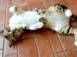 お笑い界一の「金縛り芸人」とは！？（前編）