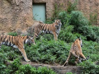 多摩動物公園の虎（Tomoaki Katoさん撮影,Flickrより）