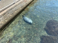 プールの底に沈む「アザラシの寝姿」に反響　息をしなくて大丈夫なの？水族館に聞くと...