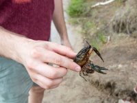 娘がカニに挟まれた！復讐のためカニを生で食べた父親が複数の寄生虫に感染