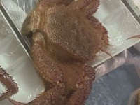 岩手の鮮魚店で〝集団脱走〟たびたび発生！？　ラップを破って...衝撃光景に24万人驚がく