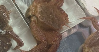 岩手の鮮魚店で〝集団脱走〟たびたび発生！？　ラップを破って...衝撃光景に24万人驚がく