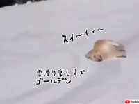 雪滑りが大好きなゴールデンレトリバー、滑って起きてまた滑り最高の一日を過ごす