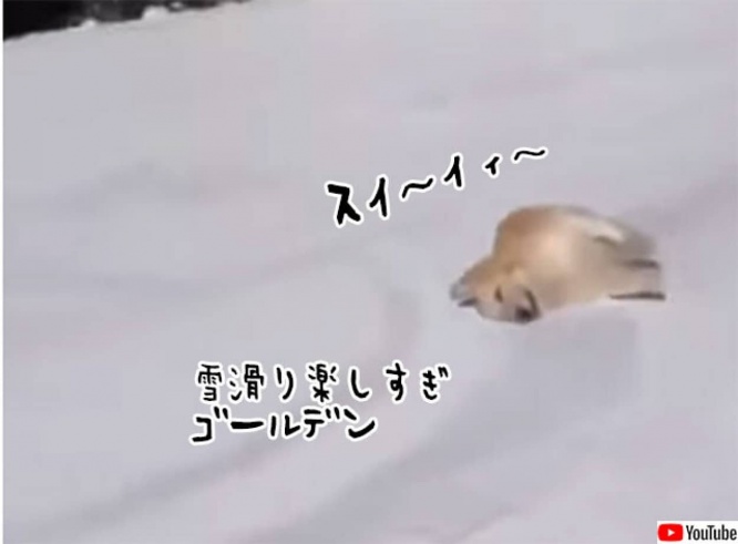 雪滑りが大好きなゴールデンレトリバー、滑って起きてまた滑り最高の一日を過ごす