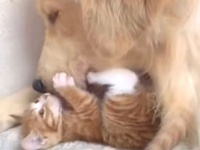 大好き同士の優しい時間。ゴールデンと子猫のらぶらぶな関係にほっこりしよう