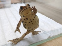 実写版「鳥獣戯画」？　飼い主に向かってポーズをキメるカエルちゃんに、微笑まずにいられない