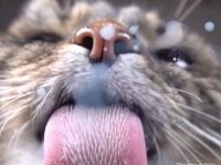 猫の舌が丸わかり。こぼれたミルクを舐める様子を下から撮影