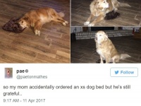 間違って注文した小さ過ぎる犬用ベットを使う大型犬が愛おしい・・・