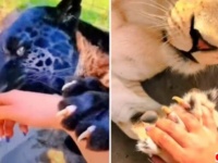 やっぱり大きな猫だった？ビッグキャットたちの爪とにくきゅうを見てみよう