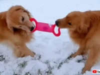 やった！とうとう雪が降った！一面の銀世界、転げ回ってはしゃぐゴールデンの親子