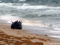 アメリカの海岸に謎の球体が打ち上げられる。その恐るべき正体がわかるとビーチは閉鎖の事態に