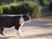 ​今空前の猫ブーム。飼われている数は犬と同数978万匹
