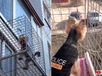 愛犬に新鮮な空気を吸わせたい！ので、家の壁にバルコニーを作ってみた