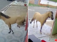 「うわ、やめろ、蹴るんじゃない！」通りすがりの馬、歯医者さんのドアに対してガチで攻撃をしかける