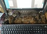どうしてもここが良い！猫の変わった寝場所に癒される人続出！