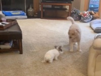 一緒に遊びたいだけなのに！一時預かりの犬、ウサギにちょっかいを出そうとしたら先住犬に怒られた