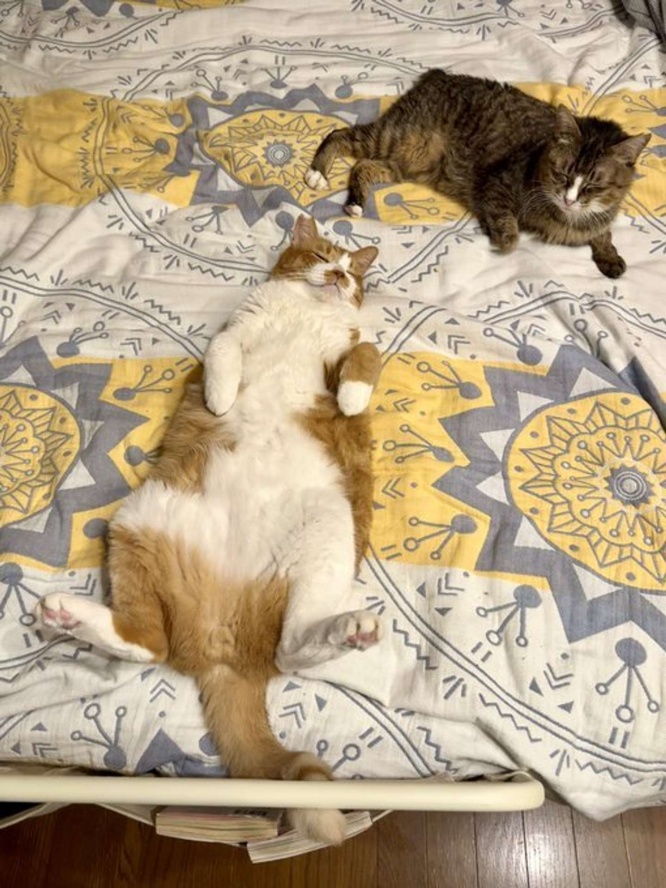 人間をダメにする猫たち