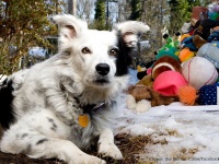 【R.I.P.】世界一賢い犬と言われていたボーダーコリーのチェイサーが永眠。享年15歳（アメリカ）